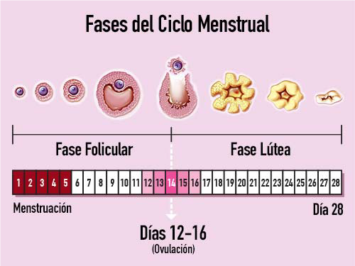 Ciclo Menstrual y Ejercicio Físico dncd