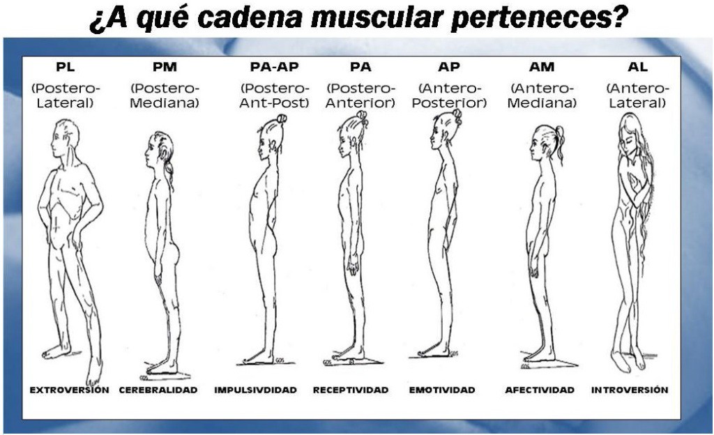Análisis de la postura corporal según las cadenas musculares (GDS) image001(1)