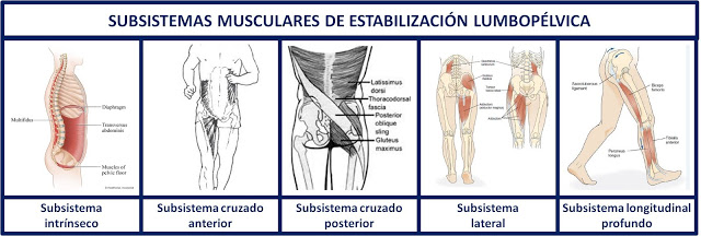 Subsistemas musculares, así nos movemos image002(7)