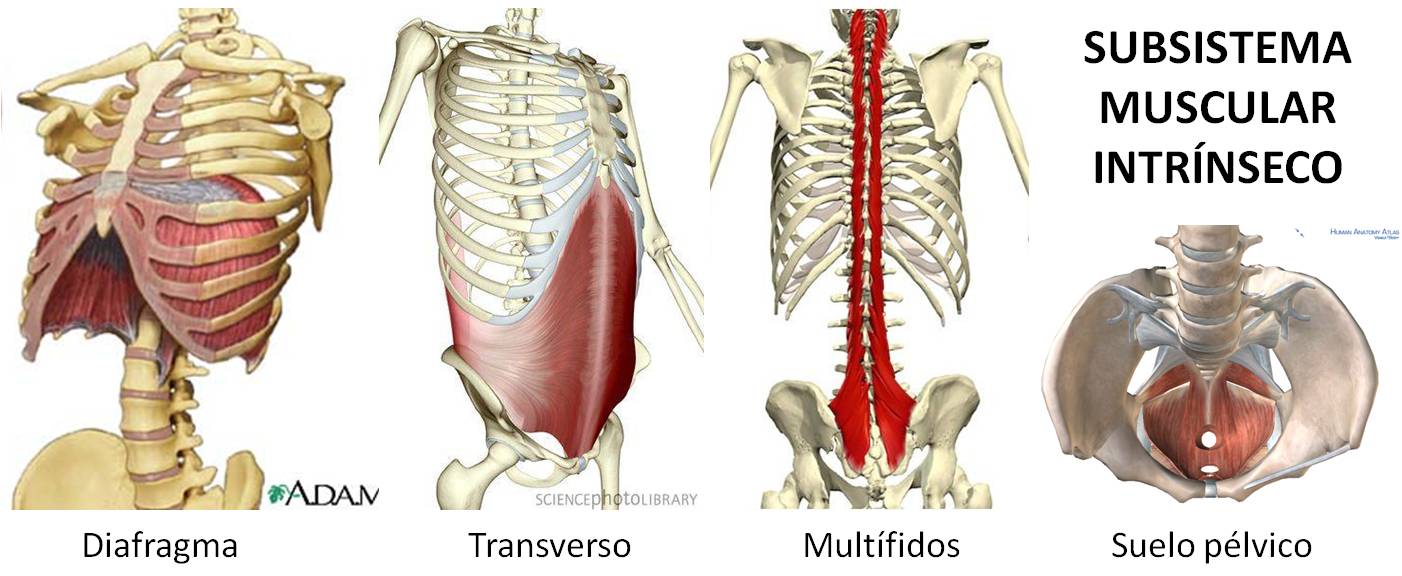 Subsistemas musculares, así nos movemos image003(13)