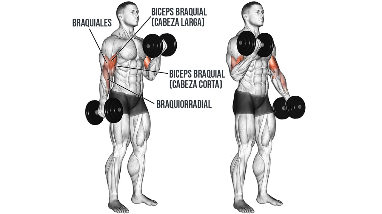 Bíceps braquial, cómo aumentar su tamaño image004(4)